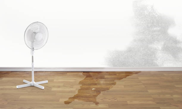 Best Water damage restoration mold remediation  in Doney Park, AZ